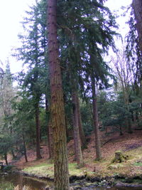 Low angle view of trees in forest