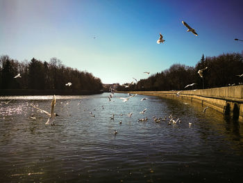 Birds flying over lake against trees