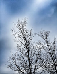 Low angle view of bare trees against sky