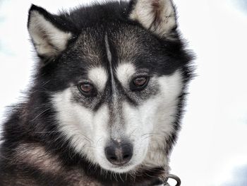 Close-up portrait of dog