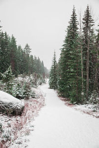 Snow covered road amidst trees in forest against clear sky