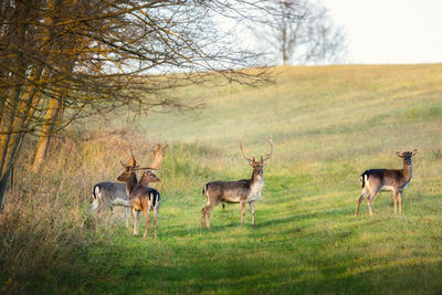 Horses standing in a field