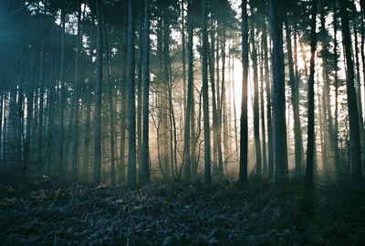 Trees in forest