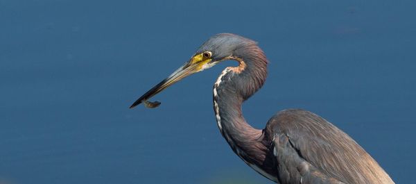 Close-up of gray heron feeding in lake