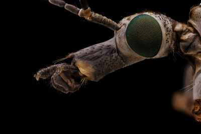 Close-up of turtle against black background
