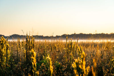 Plants growing on field against sky during sunset