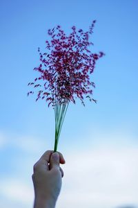 Close-up of hand holding purple flowering plant against sky