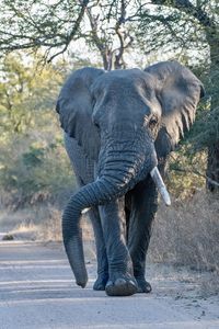 Elephant in a tree