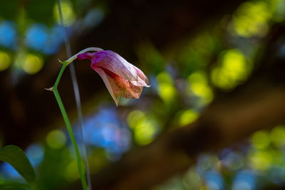 Close-up of purple flowering plant