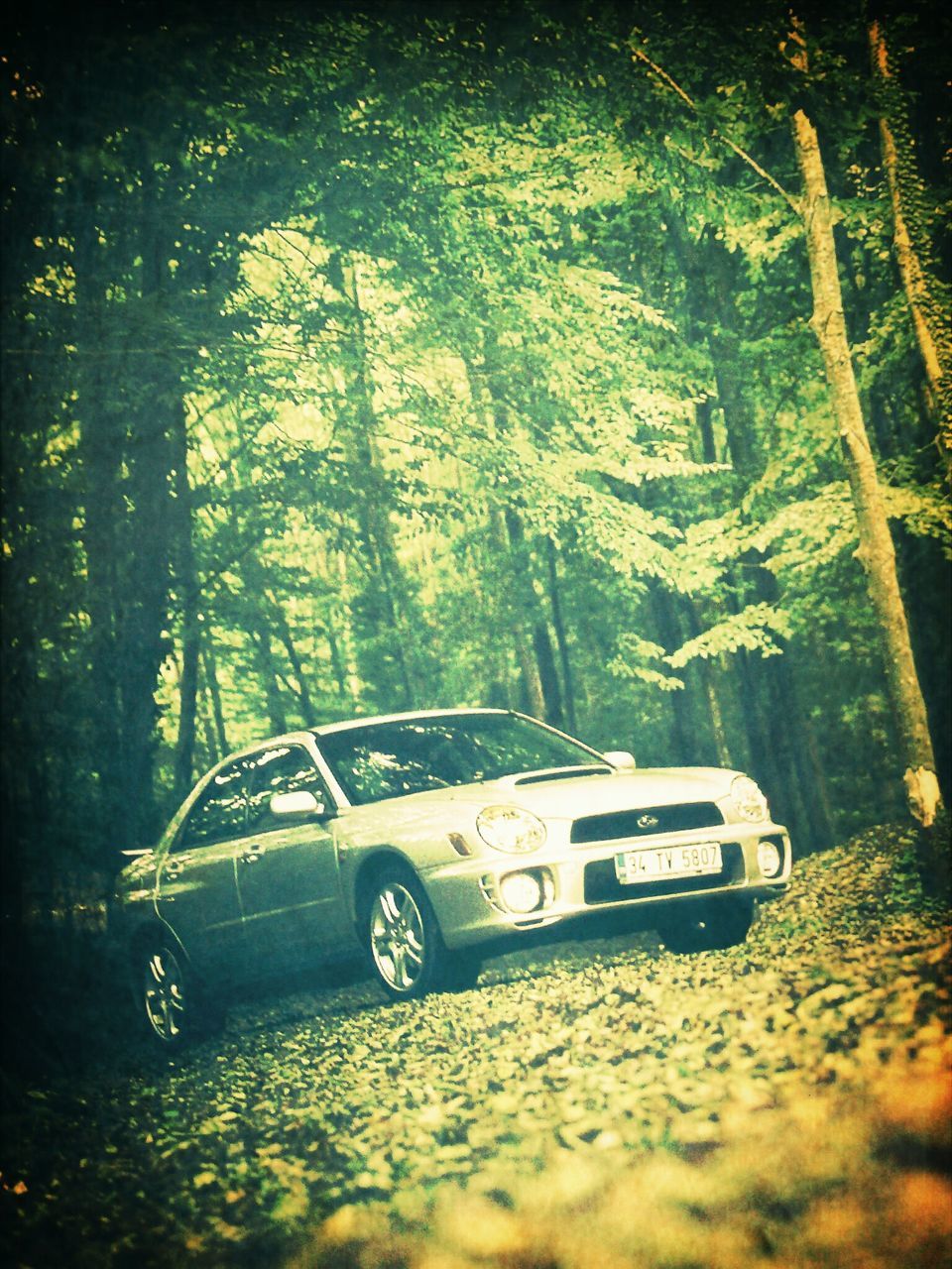 transportation, mode of transport, tree, land vehicle, abandoned, car, auto post production filter, damaged, obsolete, growth, nature, transfer print, outdoors, sunlight, no people, stationary, day, old, high angle view, forest