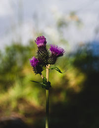 Close-up of purple flowering plant on field