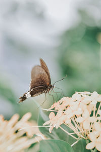 Close-up of butterfly pollinating on flower