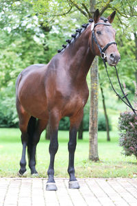 Horse standing in ranch