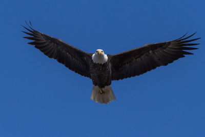 Low angle view of eagle flying against clear blue sky