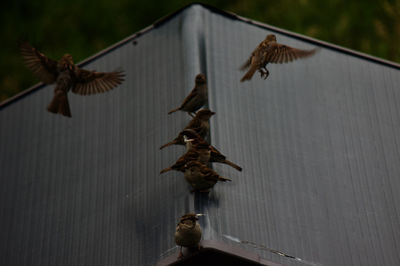 Low angle view of dry leaves on roof