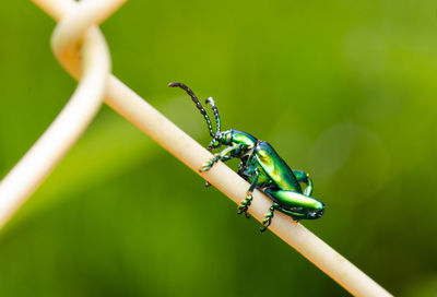 Close-up of insect on fence