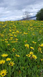 Scenic view of field against sky