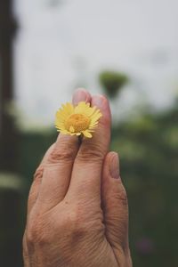 Close-up of hand holding flower