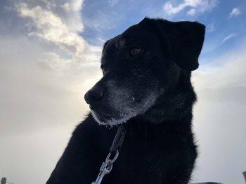 Close-up of black dog looking away against sky