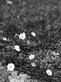 Close-up of flowers blooming outdoors