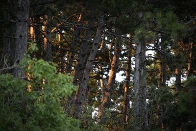 Trees in forest