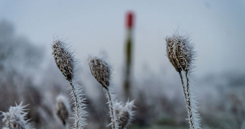 Close-up of frozen plant on field during winter