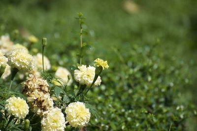 Close-up of yellow flowering plant on field
