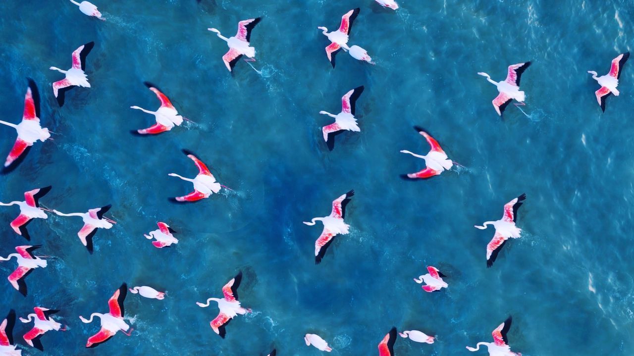 FLOCK OF FISH UNDERWATER