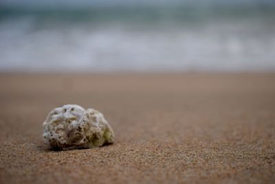 Close-up of shell on sand