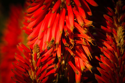 Bee in the red flowers