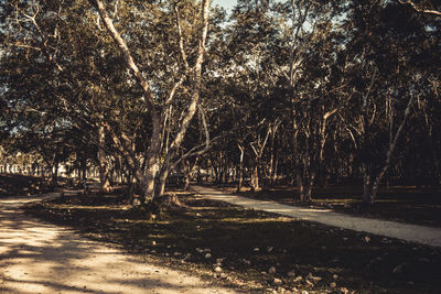 View of trees in the forest