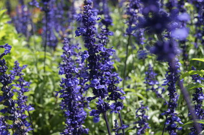 Close-up of purple flowering plants