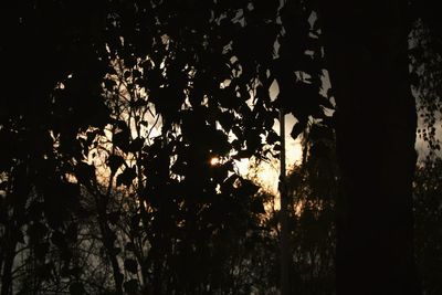 Low angle view of silhouette trees against sky at night