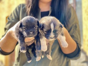 Midsection of person holding puppy