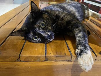 High angle view portrait of a cat