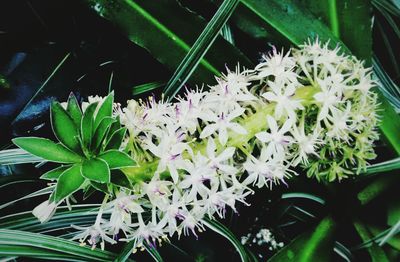 Close-up of white flowers