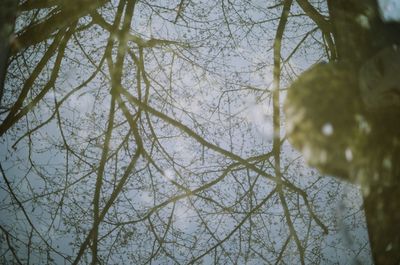 Low angle view of bare trees