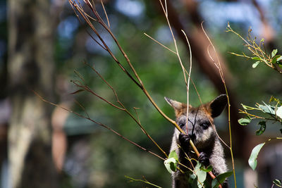 Close-up of lizard on tree