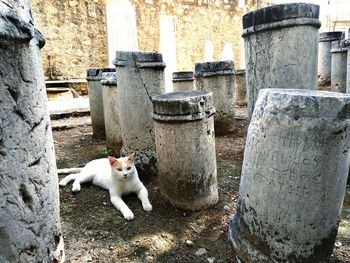 Cat sitting outside building