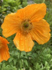 Close-up of water drops on orange flower blooming outdoors