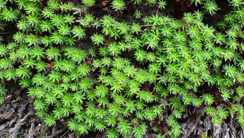 High angle view of plants growing on field