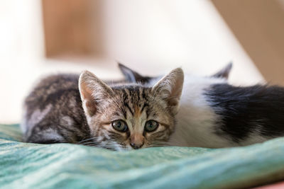 Close-up portrait of cat relaxing on bed