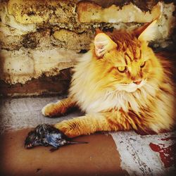 Cat looking away while sitting on wall