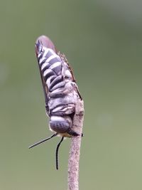 Close-up of butterfly on flower