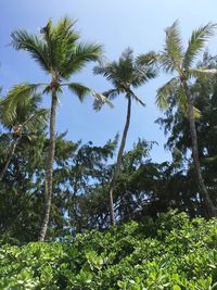 Low angle view of trees