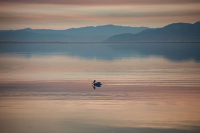Silhouette pelican in lake against sky during sunset