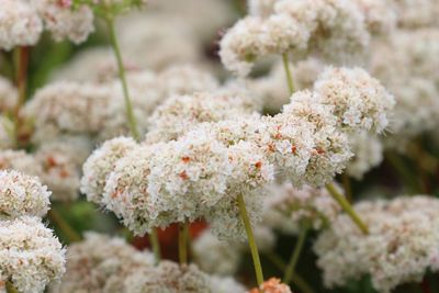 Close-up of white flowering plant