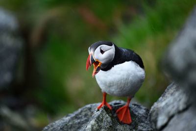 Close-up of bird perching on rock