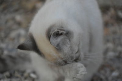 Close-up of white cat