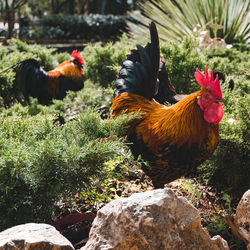 Close-up of rooster on farm